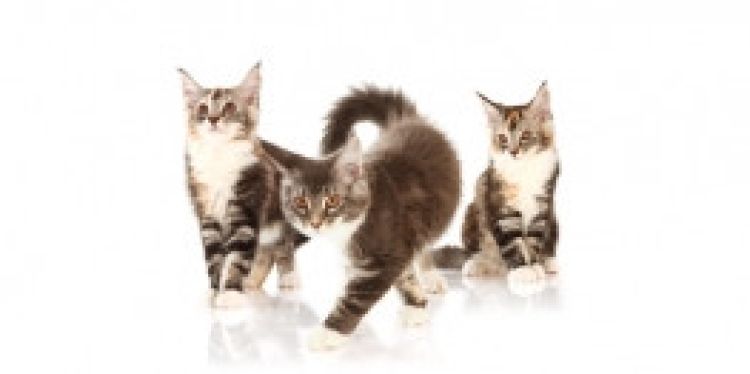 (P)Purina ONE pentru pisici - Sanatate vizibila in prezent si viitor