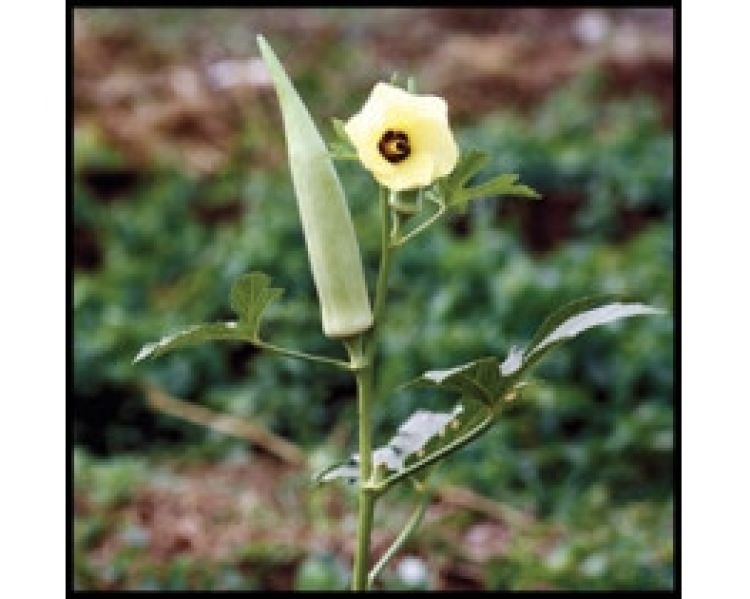 Escutox – alternativa naturala a botoxului