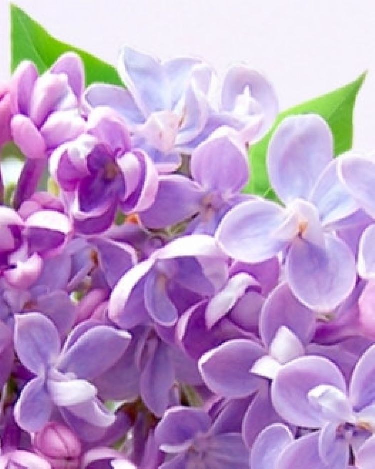 ON LiNE te alinta cu doua noi arome: sapun lichid cu liliac si sapun lichid cu masline